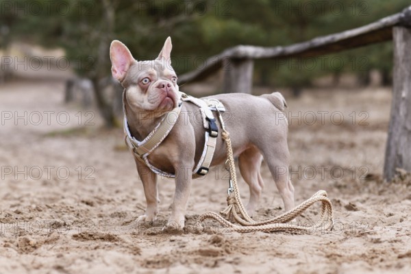 Cute New Shade Isabella orange Tan colored French Bulldog with Y shaped dog harness and leash