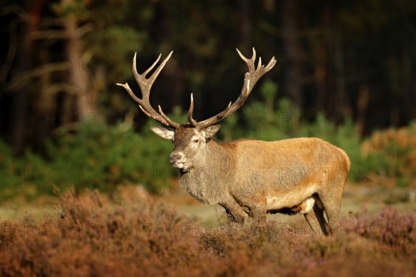 Red deer, rutting season in Hoge Veluwe, Netherlands. Deer stag, bellow majestic powerful adult