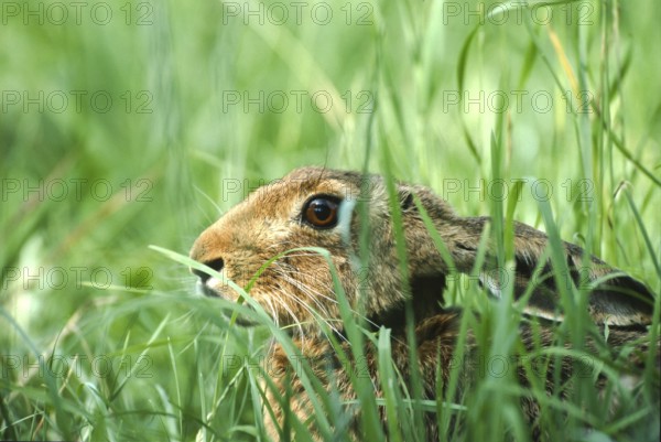European brown hare (Lepus europaeus) sitting in its manger in a meadow, North Rhine-Westphalia,