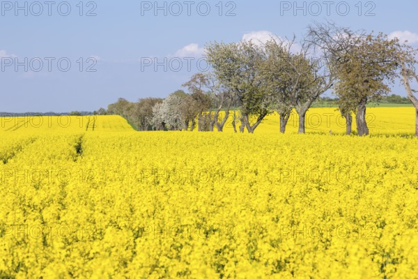 Rape field (Brassica napus) in bloom, in between an avenue with blossoming fruit trees, Saxon