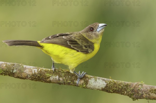 Flame-rumped Tanager (Ramphocelus flammigerus) perched on a branch in the mountains of Colombia,