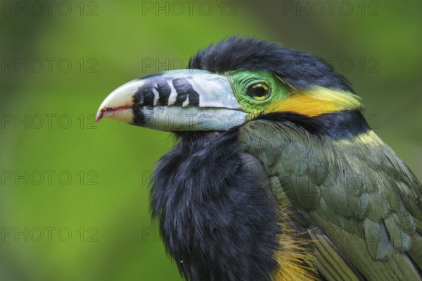 Spot-billed Toucanet (Selenidera maculirostris) feeding on palm fruits in the Atlantic rainforest
