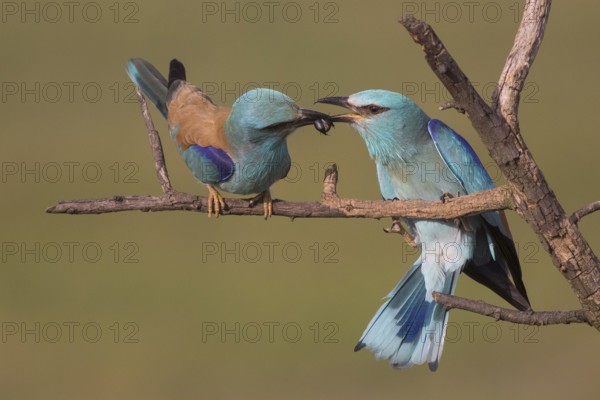 European Roller (Coracias garrulus) male with a beetle as a bridal gift for the female, Subotica,