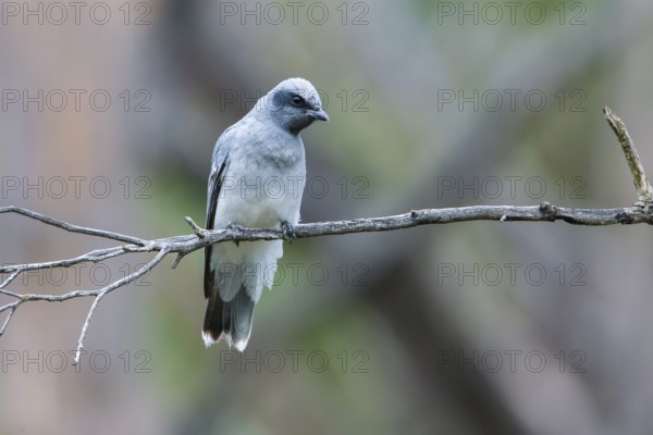 Black-faced Cuckooshrike (Coracina novaehollandiae) juvenile perched on a branch, Victoria,