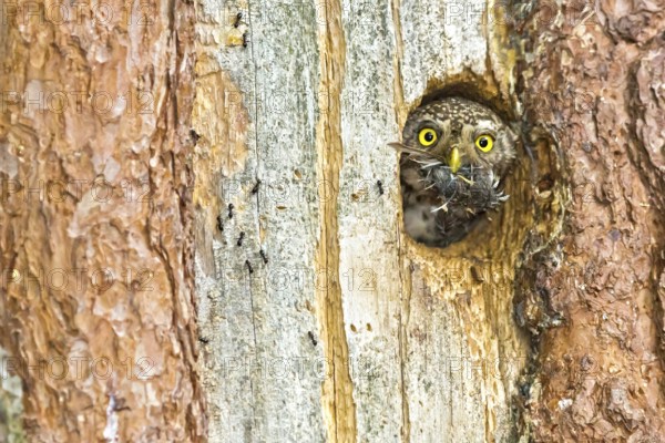 Eurasian Pygmy Owl (Glaucidium passerinum) female looking out of breeding cavity looking out of