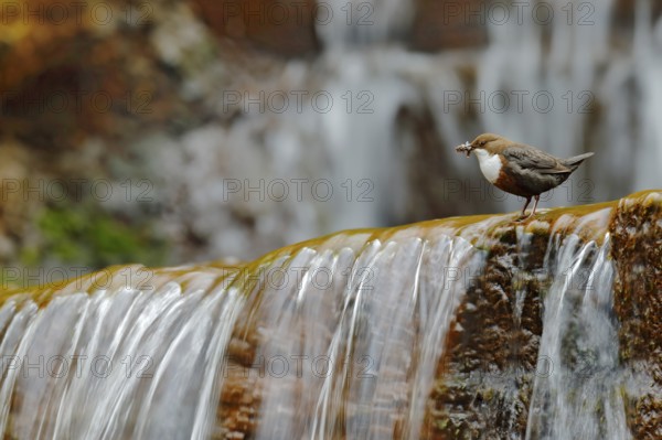 White-throated Dipper, Cinclus cinclus, brown bird with white throat in the river, waterfall in the
