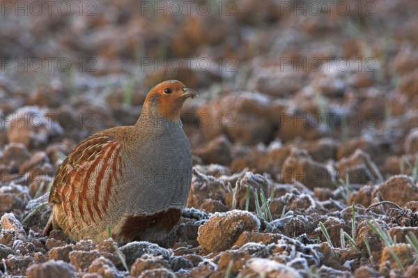 Grey Partridge (Perdix perdix) male, Rhineland-Palatinate, Germany, Europe
