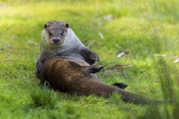 An otter sits on the meadow and looks directly into the camera, European otter (Lutra lutra),