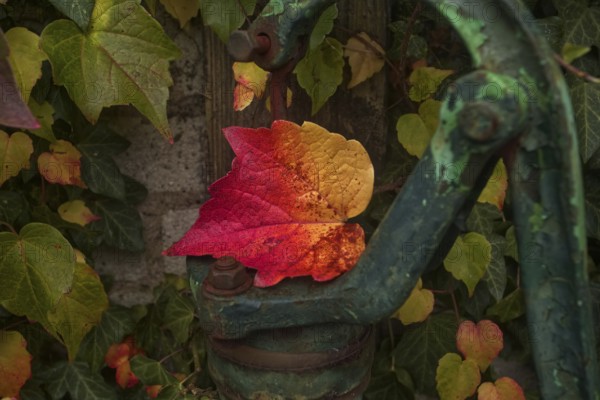 Colourful autumn leaves on an old, rusty water pump handle. Vibrant autumn colours contrast with