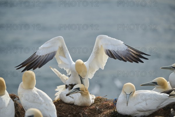 Northern gannet (Morus bassanus) couple having a love game on the cliff, wildlife, Helgoland,