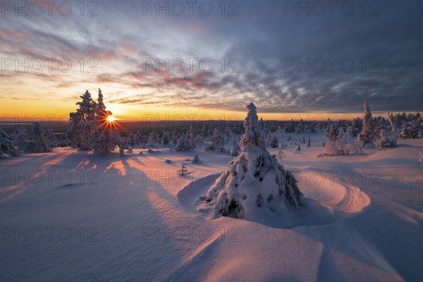 Winter landscape with snow-covered trees, Riisitunturi National Park, Posio, Lapland, Finland,