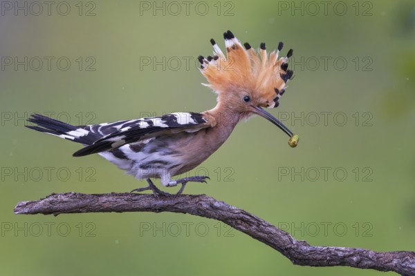 Eurasian Hoopoe (Upupa epops) with food in its beak, Saxony-Anhalt, Germany, Europe