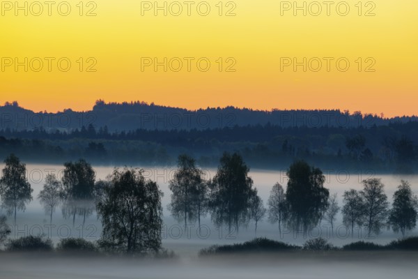 Early morning fog over the moor, birch (Betula), birch family (Betulaceae), dawn, fog, Pfrungen,
