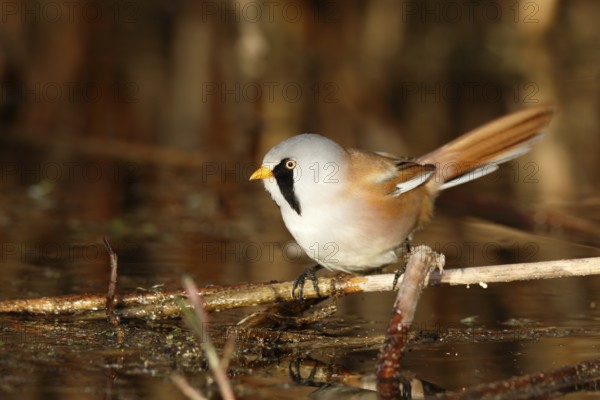 Bearded Reedling (Panurus biarmicus) male foraging in reedbed, Mecklenburg-Western, Pomerania,