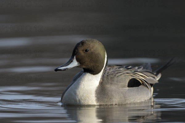 Spiessente (Anas acuta), Pintail, Maennchen, Erpel, Februar, Oberhausen, Ruhrgebiet,