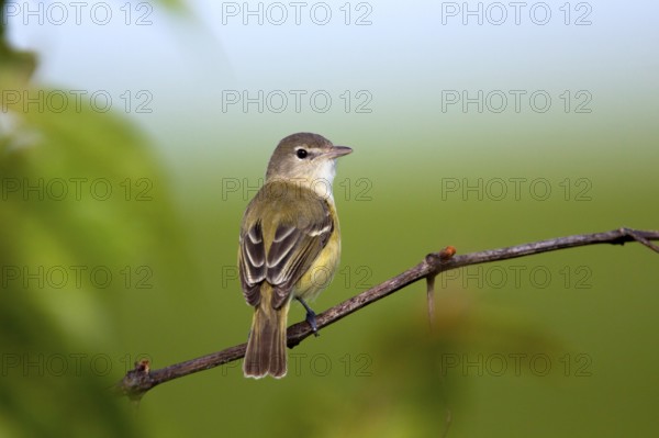 Bell's Vireo Vireo bellii arizonae Prairie State Park, Missouir, United States 1 May Adult Male