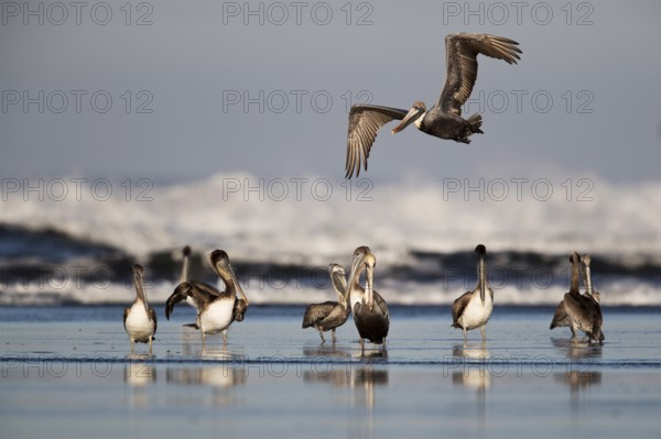 Brown Pelican (Pelecanus occidentalis) adults and juveniles on the beach, Santa Rosa, Guatemala,