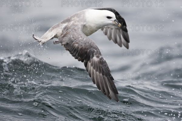 Northern Fulmar (Fulmarus glacialis) flying, North Sea, Germany, Europe