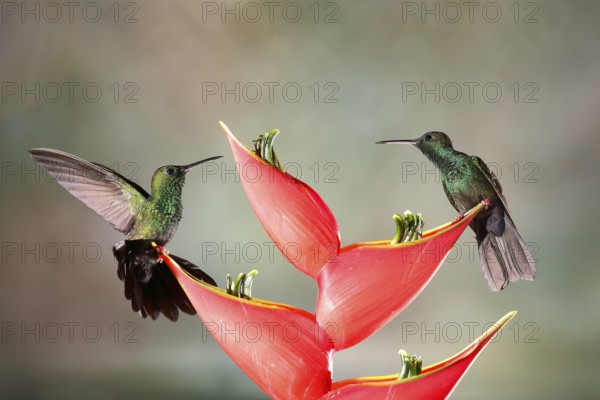 Bronze-tailed Plumeleteer (Chalybura urochrysia) males feeding at flower nectar, Costa Rica,