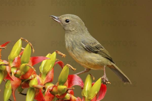 Glossy Flowerpiercer, Diglossa lafresnayii, female, black bird with bent bill sitting on the orange