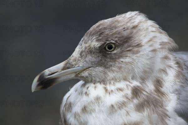 European Herring Gull (Larus argentatus), Texel, Netherlands