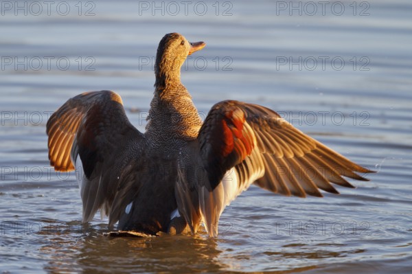 Gadwall (Mareca strepera) male, Mallorca, Spain, Europe