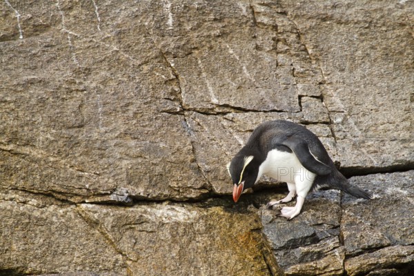 Snares Penguin (Eudyptes robustus), Snares Islands, New Zealand, Oceania