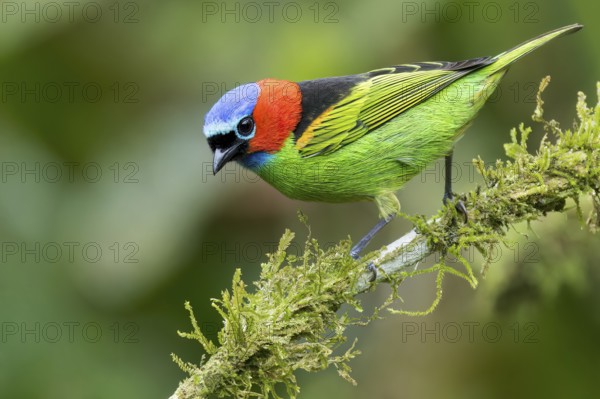 Red-necked Tanager (Tangara cyanocephala) perched on a branch in the Atlantic Rainforest of Brazil