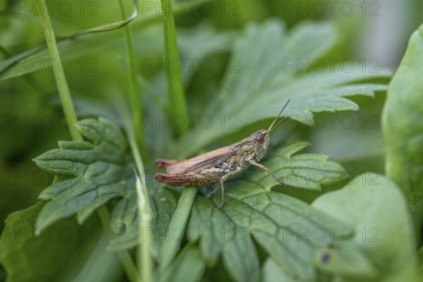 Great green bush cricket (locusta), grasshopper, on a blade of grass in a meadow, Tyrol, Austria,