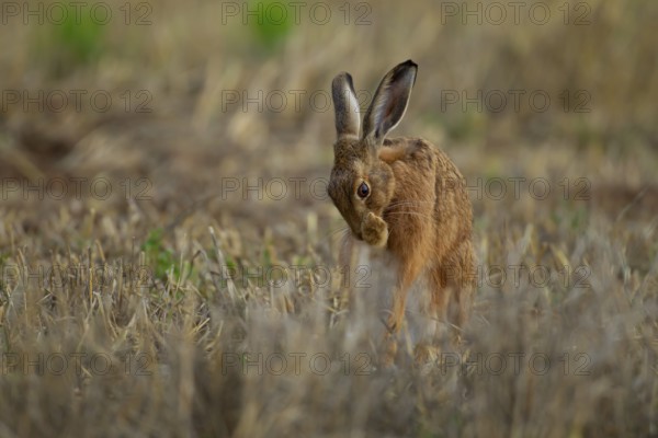 European brown hare (Lepus europaeus) adult animal washing its front foot in a farmland stubble