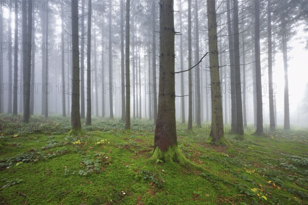 Coniferous forest in fog with moss-covered ground, Horben, Lindenberg, Canton Aargau, Switzerland,