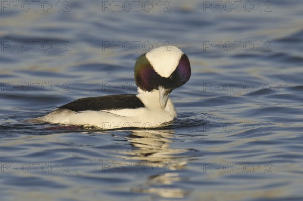 Bufflehead (Bucephala albeola) male, California, USA, North America
