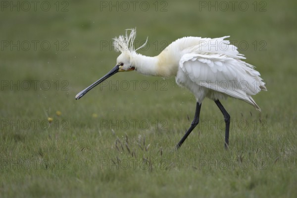 Loeffler (Platalea leucorodia), Spoonbill, Altvogel plustert sein Gefieder auf, April, Insel Texel,