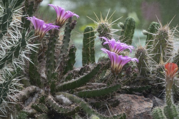 Flowering cuctus (Echinocereus berlandieri), Erlangen Botanical Garden, Middle Franconia, Bavaria,