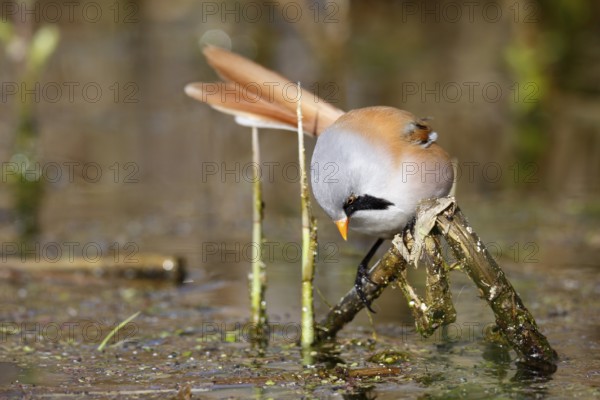Bearded Reedling (Panurus biarmicus) male foraging in reedbed, Mecklenburg-Western, Pomerania,