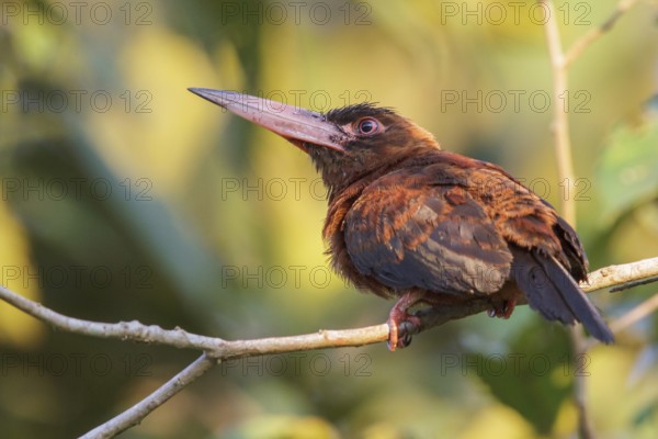 Purus Jacamar (Galbalcyrhynchus purusianus) perched on a branch in Manu National Park, Peru, South