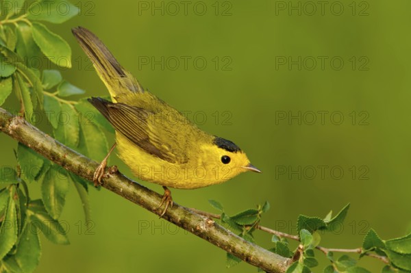 Wilson's Warbler (Cardellina pusilla), Texas, USA, North America