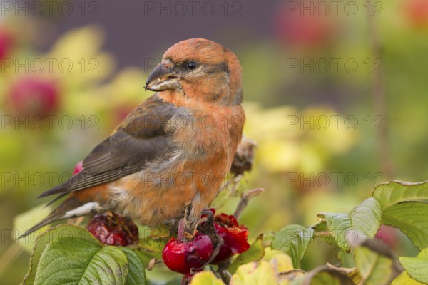 Common Crossbill - Fichtenkreuzschnabel - Loxia curvirostra ssp. curvirostra, Germany, adult male,