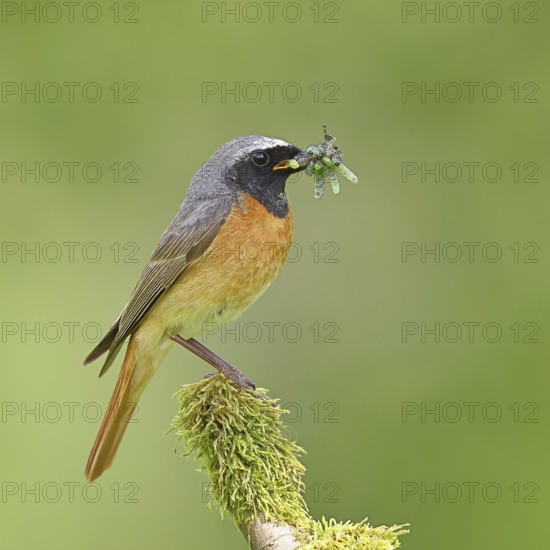 Redstart (Phoenicurus phoenicurus), male with caterpillars in beak on mossy branch, songbird,