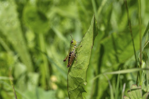 Great green bush cricket (locusta), grasshopper, on a leaf in a meadow, Tyrol, Austria, Europe