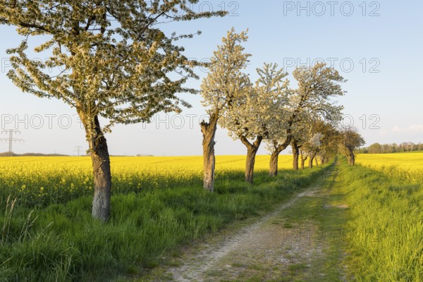 Alley with blossoming fruit trees between rape fields in bloom, field path near Wölkisch, Saxon
