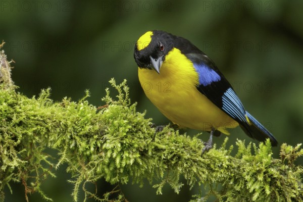 Blue-winged Mountain Tanager (Anisognathus somptuosus) perched on a branch in the Andes Mountains