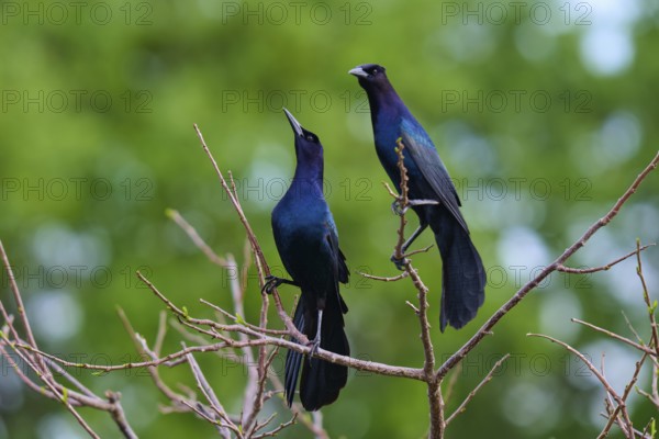 Common Grackle (Quiscalus quiscula), two birds on tree, Wakodahatchee Wetlands, Delray Beach,