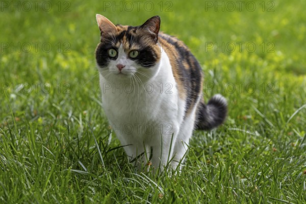 Cat, European Shorthair, felidae (Felis catus), tricoloured, sitting in the grass,
