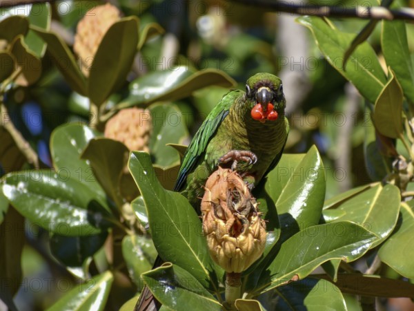 Maroon-bellied Parakeet (Pyrrhura frontalis) eating the red seeds from a magnolia tree, seen in