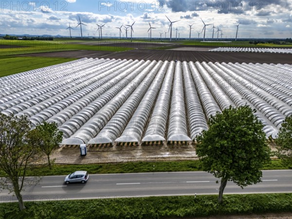Agriculture, large areas with foil tunnel, for the cultivation of strawberries, freshly cultivated