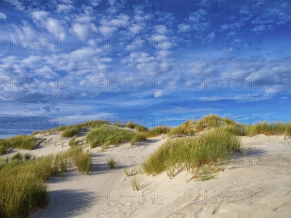 Amrum Island, landscape Germany, dune, dunes, grass, structure, form, vegetation, Amrum, Amrum