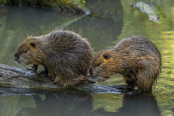 Two coypus, nutrias (Myocastor coypus) resting on fallen tree trunk in pond, invasive rodent in