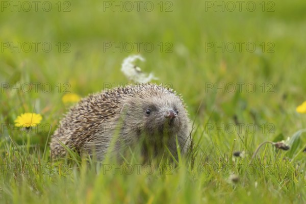European hedgehog (Erinaceus europaeus) adult animal on a springtime meadow, Suffolk, England,