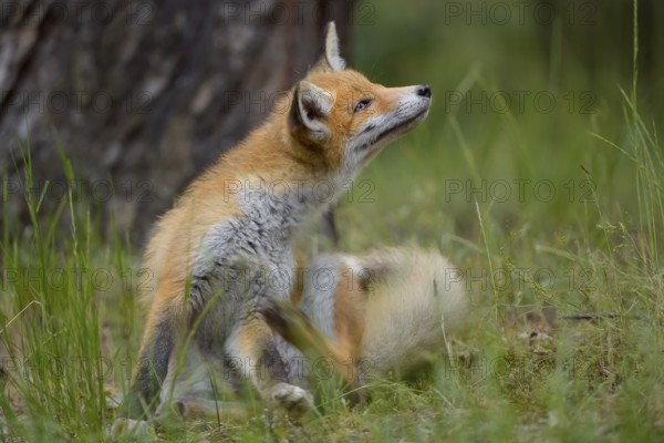 Red fox (Vulpes vulpes), a fox sits in the grass and scratches itself, in the background a tree
